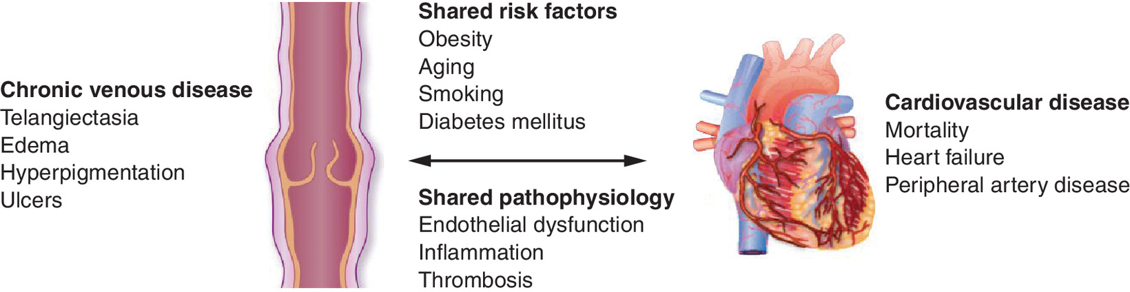 Graphical illustration of the shared risk factors and pathogenic pathways in venous and arterial disease.