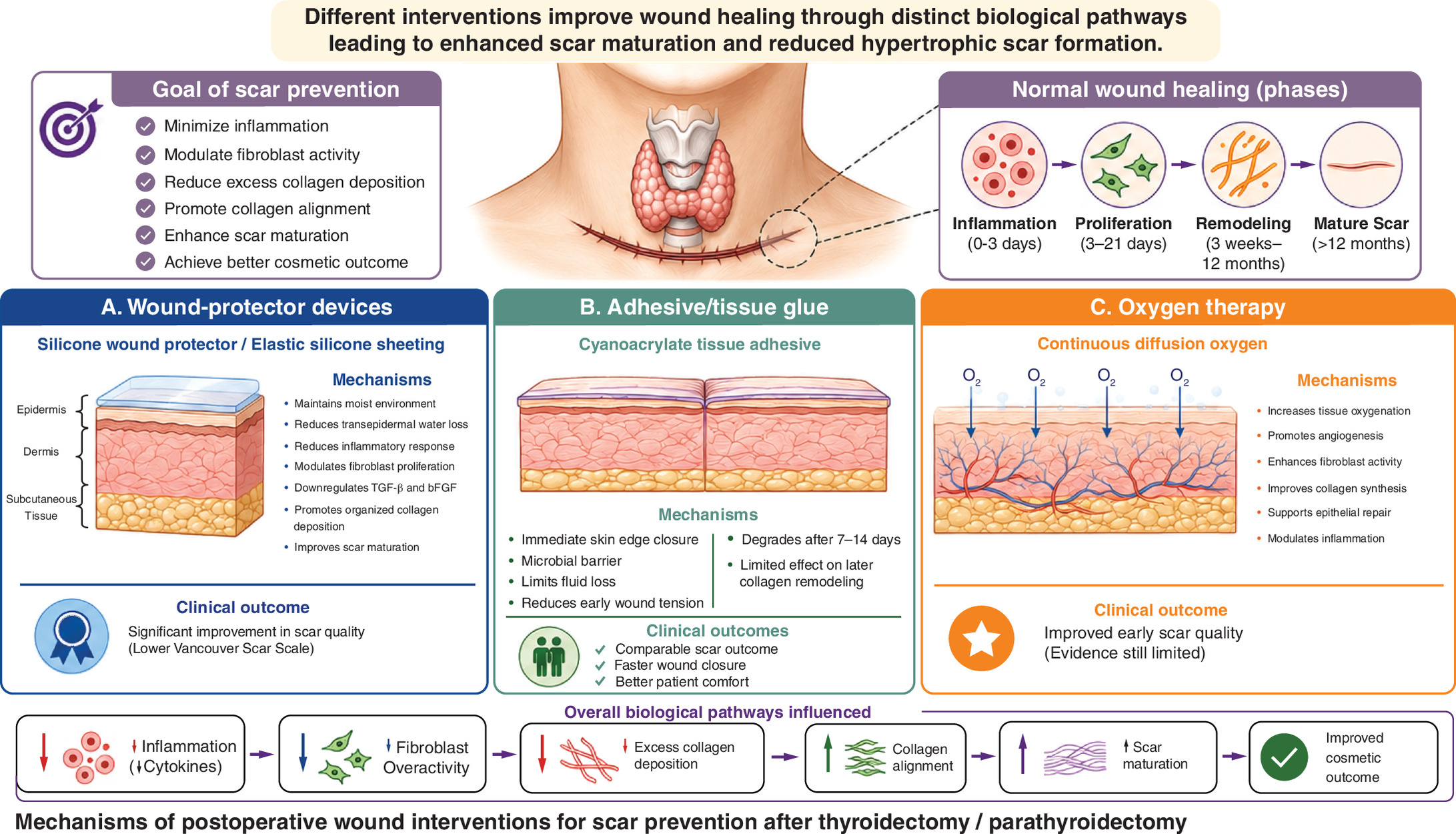Diagram showing biological mechanisms for scar prevention after thyroidectomy/parathyroidectomy surgery.