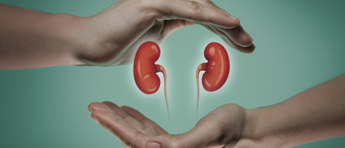 Hands forming a protective gesture around two illustrated kidneys on a green background, symbolizing kidney health and care.