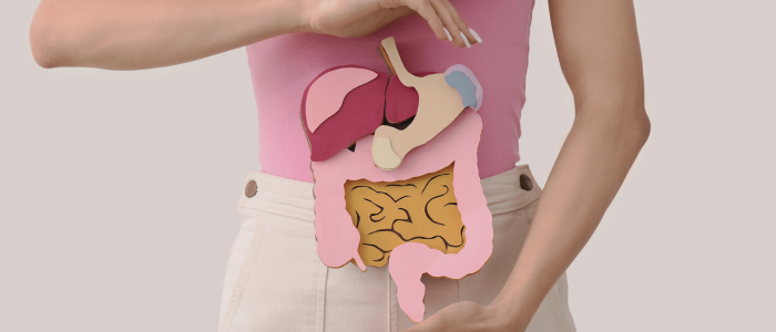 Person holds illustrated digestive system model over abdomen.