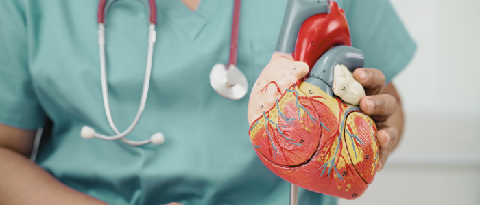 Healthcare professional in scrubs holds an anatomical heart model in a medical setting.